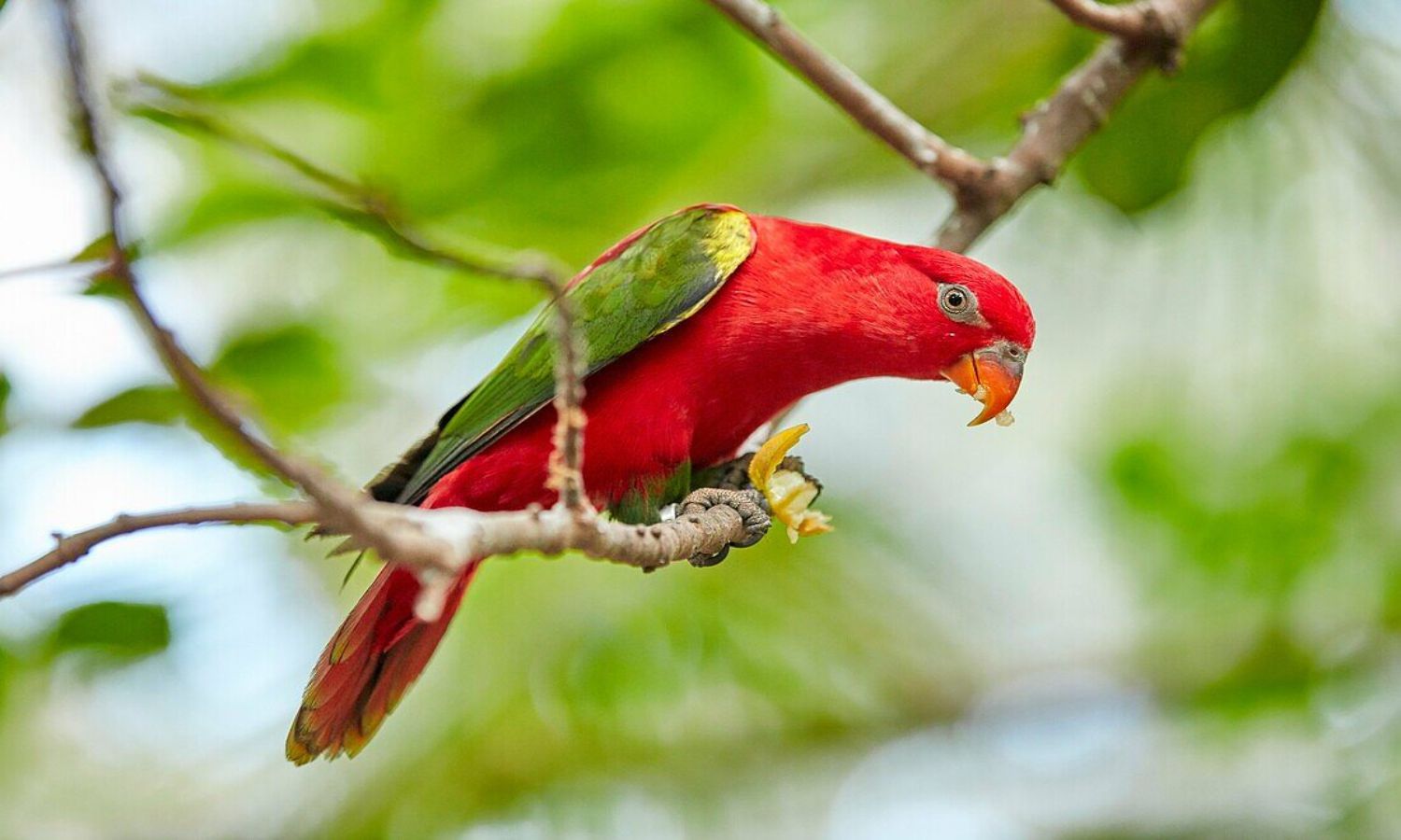 Bird Park Bali