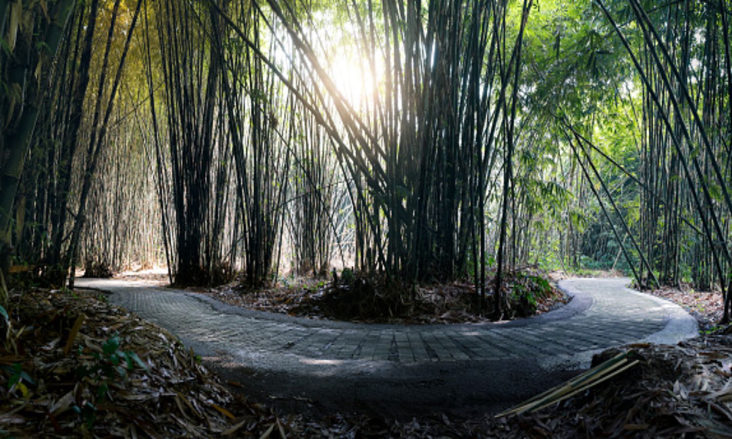 Hutan Bambu Desa Penglipuran