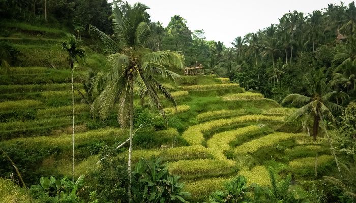 Tegalalang Rice Terrace