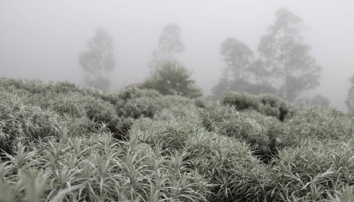 taman edelweiss bali