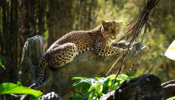 taman safari Bali