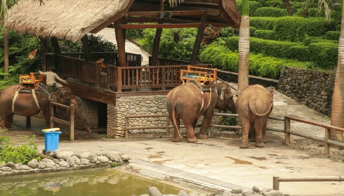 Bali Zoo kebun binatang Bali