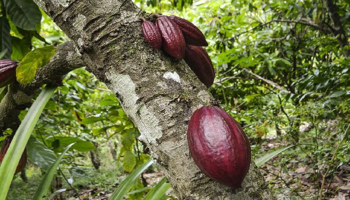 Desa Coklat Bali