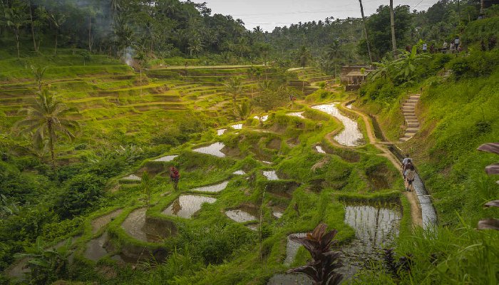 Tegallalang Bali Indonesia