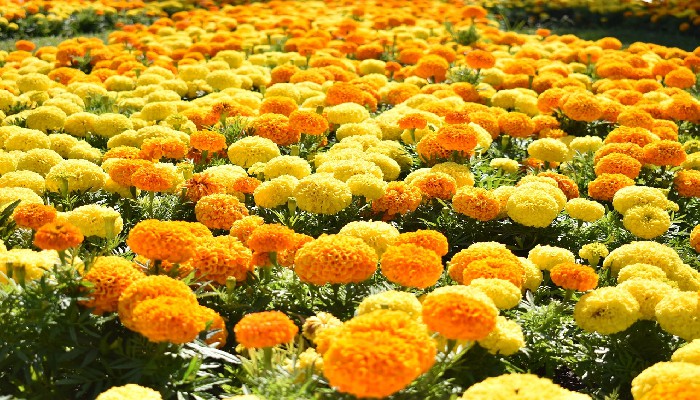 Kebun Bunga Marigold