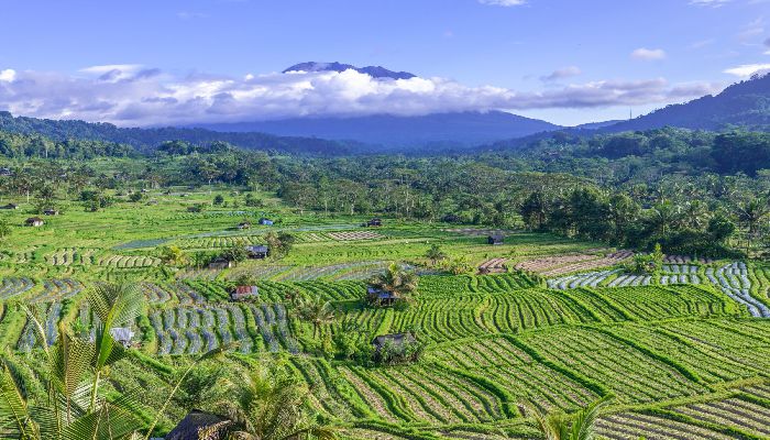 Taro Village Experience